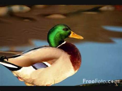 mitch hedberg and the ducks .